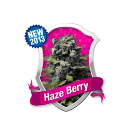 HAZE BERRY * ROYAL QUEEN SEEDS 10 SEMI FEM 