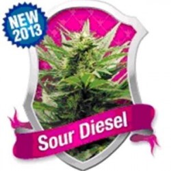 SOUR DIESEL * ROYAL QUEEN SEEDS 1 SEME FEM 