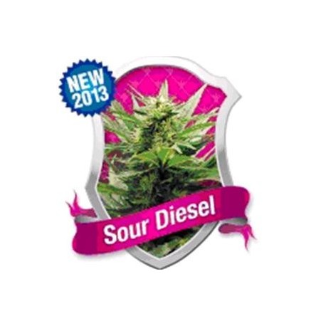 SOUR DIESEL * ROYAL QUEEN SEEDS 1 SEME FEM 