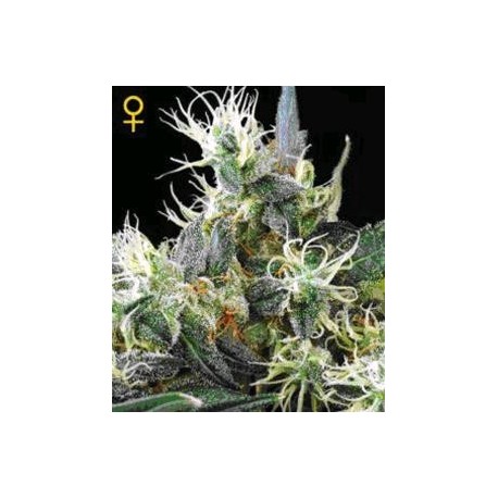 NL AUTO* GREEN HOUSE FEMINIZED 3 SEMI AUTO