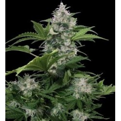 WHITE DWARF * BUDDHA SEEDS 1 SEME FEM 