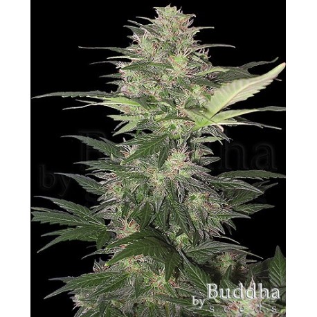 RED DWARF * BUDDHA SEEDS 1 SEME FEM 