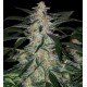 DEIMOS AUTOFIORENTE * BUDDHA SEEDS 1 SEME FEM 