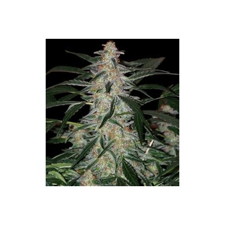 DEIMOS AUTOFIORENTE * BUDDHA SEEDS 1 SEME FEM 