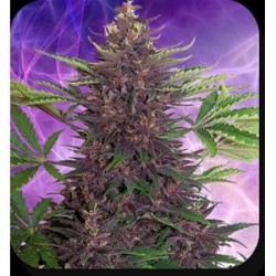 BUDDHA PURPLE KUSH AUTO* BUDDHA SEEDS 1 SEME FEM