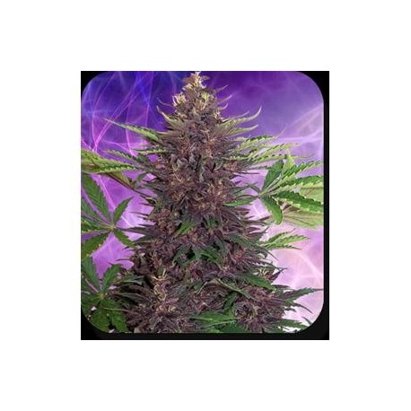 BUDDHA PURPLE KUSH AUTO* BUDDHA SEEDS 1 SEME FEM