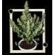 MAGNUM AUTO * BUDDHA SEEDS 1 SEME FEM