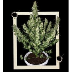 MAGNUM AUTO * BUDDHA SEEDS 1 SEME FEM