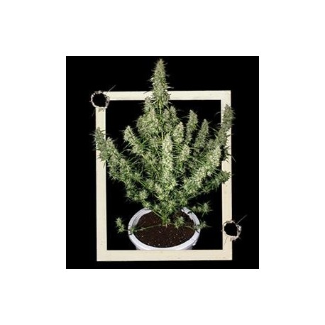 MAGNUM AUTO * BUDDHA SEEDS 1 SEME FEM