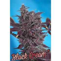 AUTO BLACK CREAM * SWEET SEEDS RED FAMILY FEMINIZED 3 SEMI 