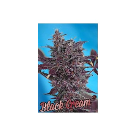 AUTO BLACK CREAM * SWEET SEEDS RED FAMILY FEMINIZED 3 SEMI 