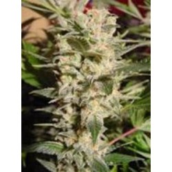 BELLADONNA * PARADISE SEEDS 5 SEMI FEM