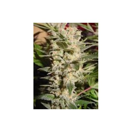 BELLADONNA * PARADISE SEEDS 5 SEMI FEM