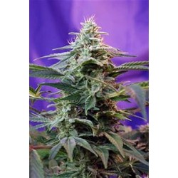 SWEET SPECIAL F1 FAST VERSION * SWEET SEEDS FEMINIZED 3 SEMI 