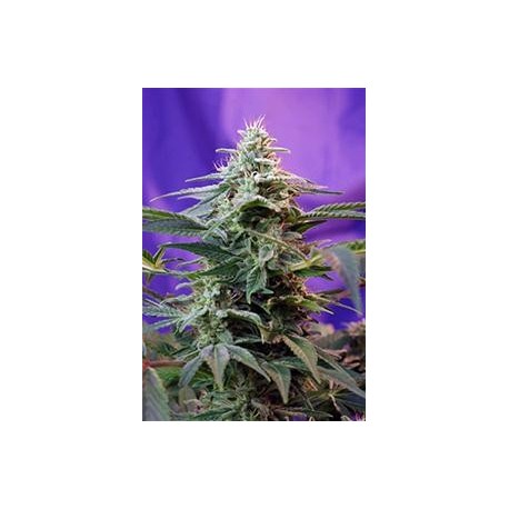 SWEET SPECIAL F1 FAST VERSION * SWEET SEEDS FEMINIZED 3 SEMI 