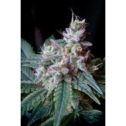 CREAM CARAMEL F1 FAST VERSION * SWEET SEEDS FEMINIZED 5 SEMI 