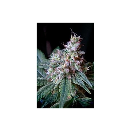 CREAM CARAMEL F1 FAST VERSION * SWEET SEEDS FEMINIZED 5 SEMI 