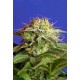 GREEN POISON FAST VERSION * SWEET SEEDS FEMINIZED 5 SEMI 