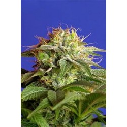 GREEN POISON FAST VERSION * SWEET SEEDS FEMINIZED 5 SEMI 