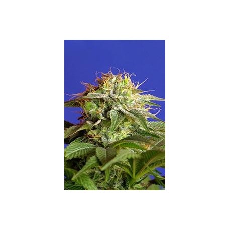 GREEN POISON FAST VERSION * SWEET SEEDS FEMINIZED 5 SEMI 