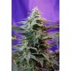 SWEET SPECIAL F1 FAST VERSION * SWEET SEEDS FEMINIZED 5 SEMI 