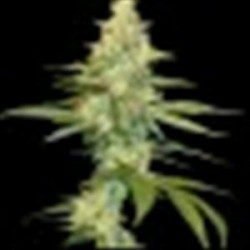 CANNALOPE KUSH * DNA GENETICS 3 SEMI FEM