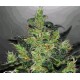 CRITICAL JACK HERER AUTO* DELICIOUS SEEDS 5 SEMI FEM