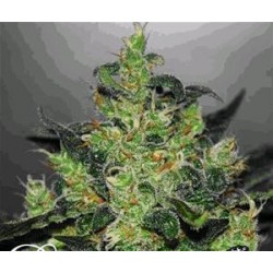 CRITICAL JACK HERER AUTO* DELICIOUS SEEDS 5 SEMI FEM