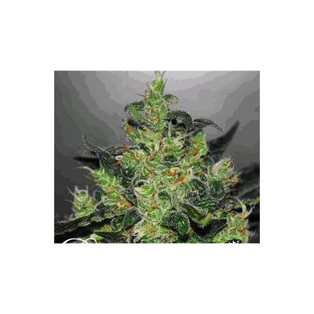 CRITICAL JACK HERER AUTO* DELICIOUS SEEDS 5 SEMI FEM