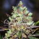 COTTON CANDY * DELICIOUS SEEDS SATIVA 1 SEME FEM