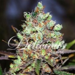 COTTON CANDY * DELICIOUS SEEDS SATIVA 1 SEME FEM