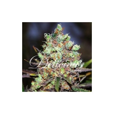 COTTON CANDY * DELICIOUS SEEDS SATIVA 1 SEME FEM