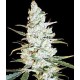 CRITICAL JACK HERER * DELICIOUS SEEDS SATIVA 1 SEME FEM 