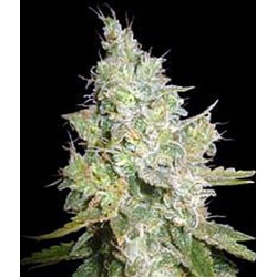 CRITICAL KALI MIST * DELICIOUS SEEDS SATIVA 1 SEME FEM 