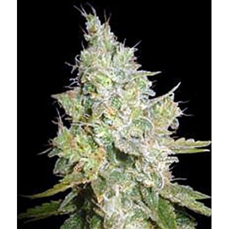 CRITICAL KALI MIST * DELICIOUS SEEDS SATIVA 1 SEME FEM 