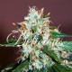 CRITICAL NEVILLE HAZE 2.0 * DELICIOUS SEEDS SATIVA 1 SEME FEM