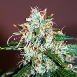 CRITICAL NEVILLE HAZE 2.0 * DELICIOUS SEEDS SATIVA 1 SEME FEM
