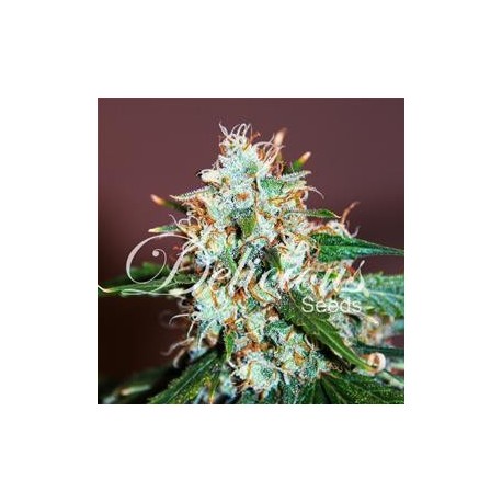 CRITICAL NEVILLE HAZE 2.0 * DELICIOUS SEEDS SATIVA 1 SEME FEM