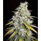 CRITICAL SUPER SILVER HAZE * DELICIOUS SEEDS SATIVA 1 SEME FEM