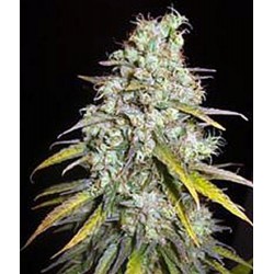 CRITICAL SUPER SILVER HAZE * DELICIOUS SEEDS SATIVA 1 SEME FEM