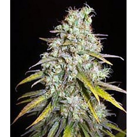 CRITICAL SUPER SILVER HAZE * DELICIOUS SEEDS SATIVA 1 SEME FEM