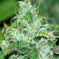 FRUITTY CHRONIC JUICE * DELICIOUS SEEDS INDICA 1 SEME FEM 