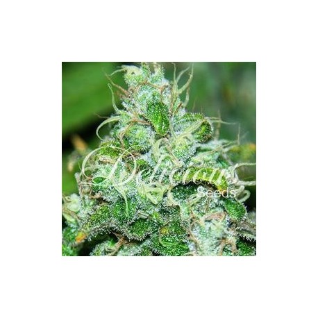 FRUITTY CHRONIC JUICE * DELICIOUS SEEDS INDICA 1 SEME FEM 