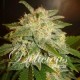 LA BELLA AFRODITA * DELICIOUS SEEDS AUTOMATIC 1 SEME FEM