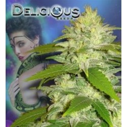 LA MUSA * DELICIOUS SEEDS AUTOMATIC 1 SEME FEM