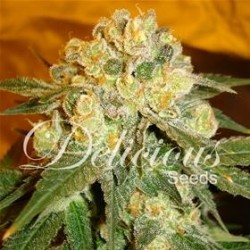 MARMALATE * DELICIOUS SEEDS INDICA 1 SEME FEM