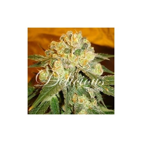 MARMALATE * DELICIOUS SEEDS INDICA 1 SEME FEM