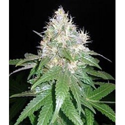 NORTHERN LIGHT BLUE * DELICIOUS SEEDS INDICA 1 SEME FEM