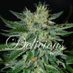 SUGAR BLACK ROSE * DELICIOUS SEEDS INDICA 1 SEME FEM