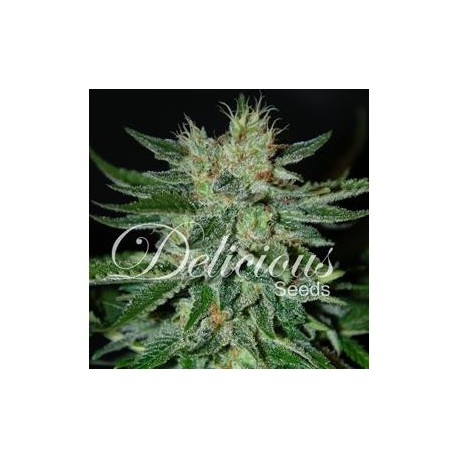 SUGAR BLACK ROSE * DELICIOUS SEEDS INDICA 1 SEME FEM